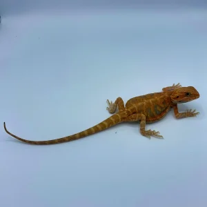 hypo translucent blue bar leatherback bearded dragon for sale.webp