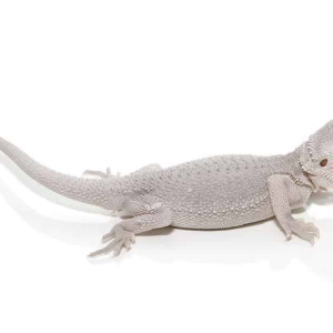 hypo zero bearded dragon.png