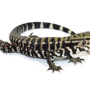 ice tegu het albino.png