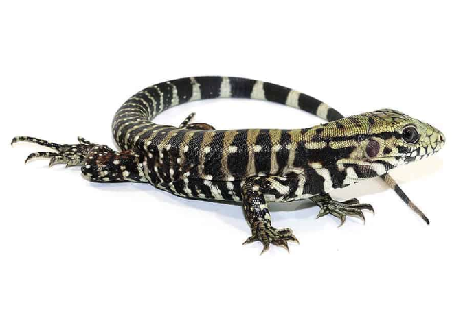 ice tegu het albino.png ice tegu het albino.png
