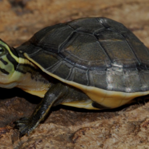indonesian box turtle for sale .png