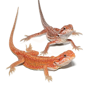 inferno dunner bearded dragon.png