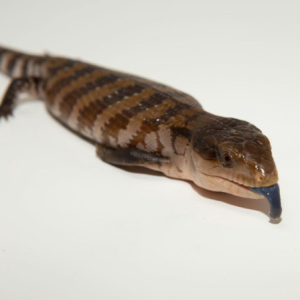 irian jaya blue tongue skink for sale.png