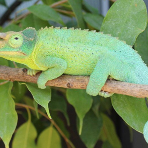 jacksons chameleon for sale.png