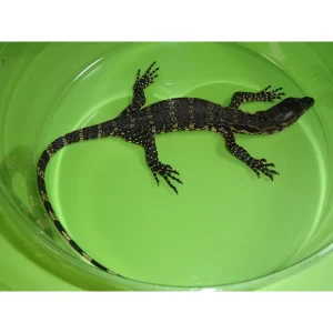 javawatermonitor 1800x1800.webp