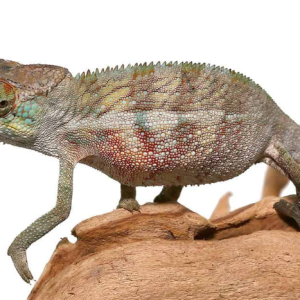 juvenile panther chameleon.png