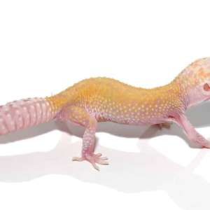 juvenile raptor leopard gecko solid red eyes.png