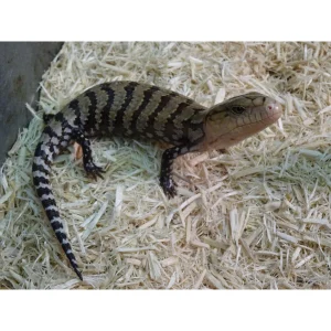 kei island blue tongue 1800x1800.webp