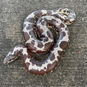 kenyan sand boa for sale.png