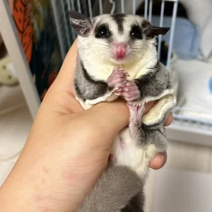 kitty.webp