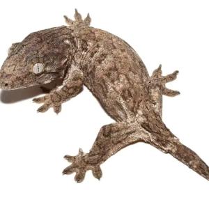 leachianus gecko.png
