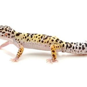 leopard gecko for sale .jpeg