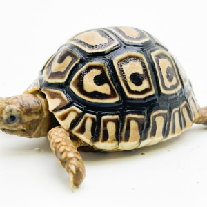 leopard tortoise for sale 2.png