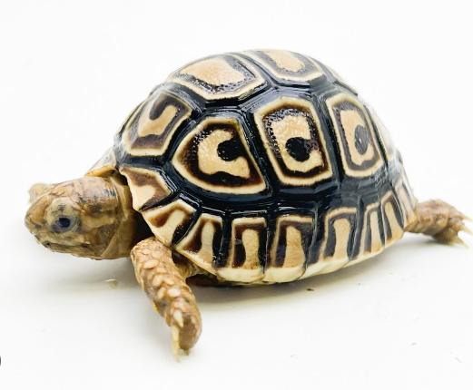 leopard tortoise for sale 2.png leopard tortoise for sale 2.png