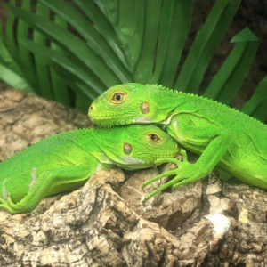 lesser antillean iguana.png