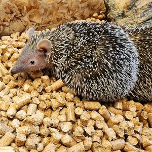 lesser tenrecs.jpg