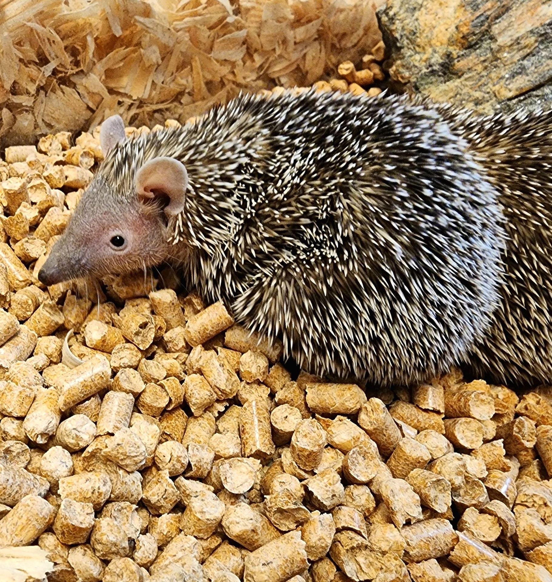 lesser tenrecs.jpg lesser tenrecs.jpg