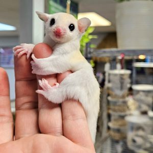 leucistic sugar glidersv.jpg