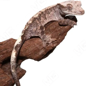 lilly white crested gecko.png