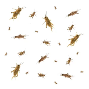 livecricketsforsale 1800x1800.webp