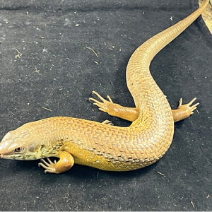 major skink skink for sale.png