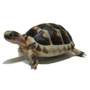 marginated tortoise for sale.png
