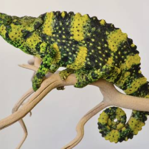 mellers chameleon for sale.png