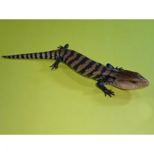 merauke blue tongue skink 1800x1800.webp