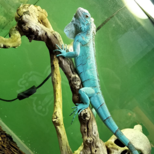 miami blue iguana.png