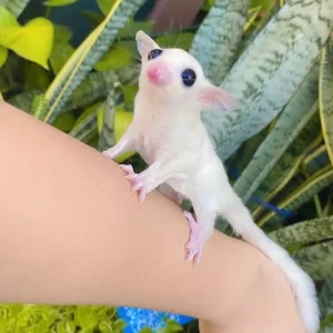 minnie leucistic sugar glider.webp