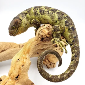 monkey tail skink.webp