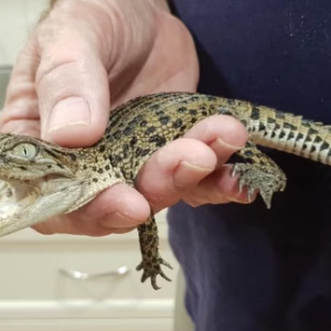 morelets crocodile for sale .png
