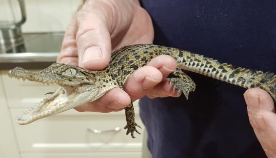 morelets crocodile for sale .png morelets crocodile for sale .png
