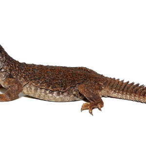 moroccan uromastyx for sale.png