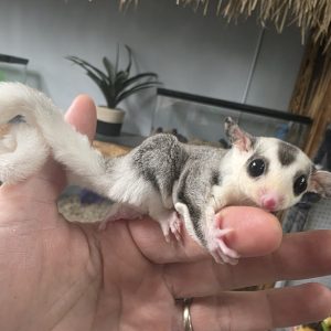 mosaic wcow ears male sugar glider.jpg
