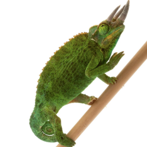 mount meru jacksons chameleon for sale.png