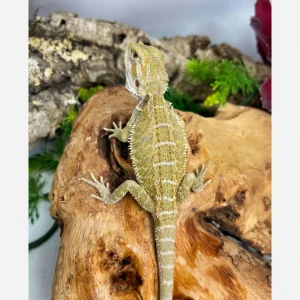 new banana bearded dragons for sale.webp