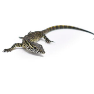 nile monitor for sale.png