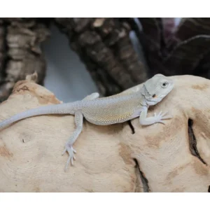normal witblits male bearded dragon for sale.webp