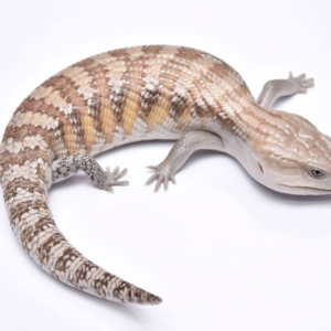 northern blue tongue skink for sale.png