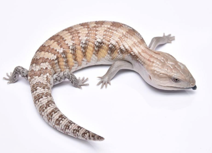 northern blue tongue skink for sale.png northern blue tongue skink for sale.png