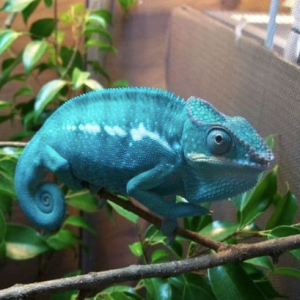 nosy be panther chameleon.png