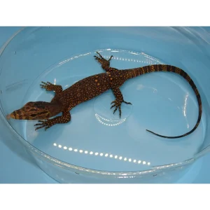 obi island water monitor 1800x1800.webp