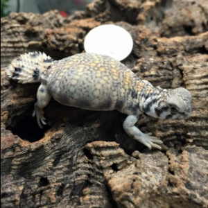 omani uromastyx for sale.png