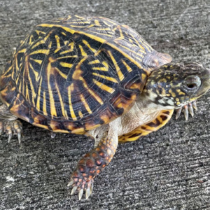 ornate box turtle for sale 1.png