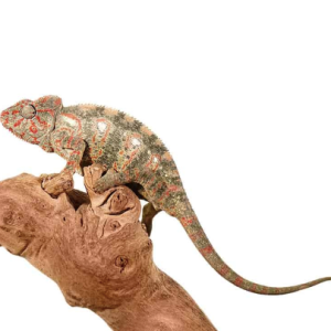 oustalets chameleon for sale.png