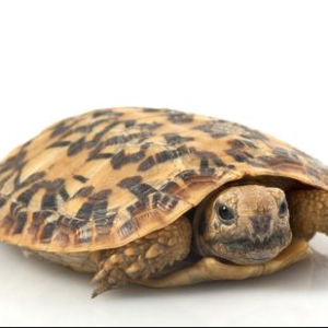 pancake tortoise for sale.png