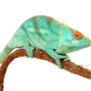 parsons chameleon for sale.png