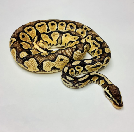 pastel ball python for sale 1.png pastel ball python for sale 1.png