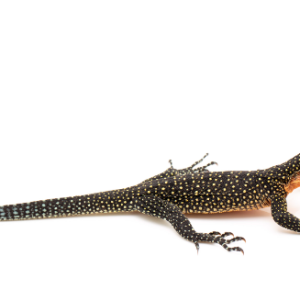 peach throat monitor for sale.png